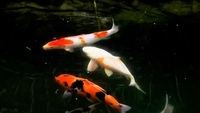 Pond Closure