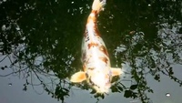 Pond Closure