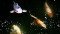 Pond Closure