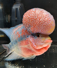 Flowerhorn Super Red Dragon