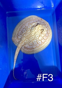 Golden Base Albino X Albino Pearl Female Stingray Pup