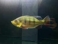 Peacock bass intermedia X ocellaris