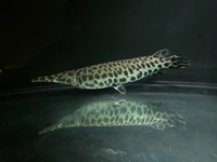 FLORIDA GAR