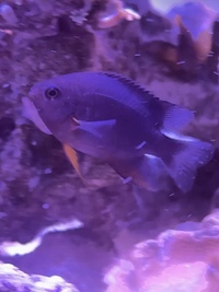 Marine Fish - FREE damsels