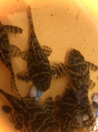 King Tiger Plec