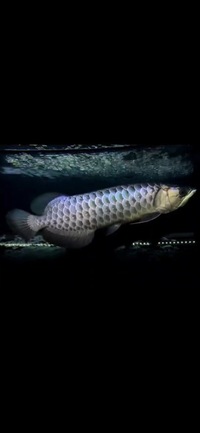 AAA SHOW GRADE MALAYSIAN GOLDEN AROWANA