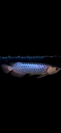AAA SHOW GRADE MALAYSIAN GOLDEN AROWANA