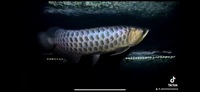 AAA SHOW GRADE MALAYSIAN GOLDEN AROWANA