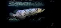AAA SHOW GRADE MALAYSIAN GOLDEN AROWANA