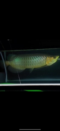 AAA SHOW GRADE MALAYSIAN GOLDEN AROWANA