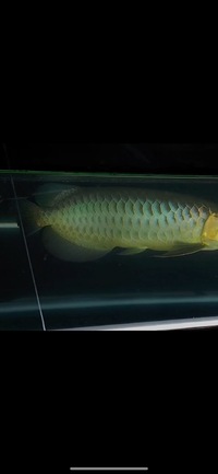 AAA SHOW GRADE MALAYSIAN GOLDEN AROWANA