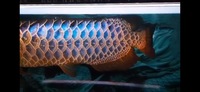 AAA SHOW GRADE MALAYSIAN GOLDEN AROWANA