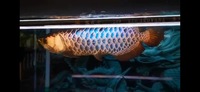 AAA SHOW GRADE MALAYSIAN GOLDEN AROWANA