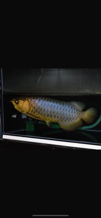 AAA SHOW GRADE MALAYSIAN GOLDEN AROWANA
