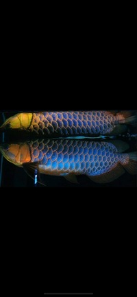AAA SHOW GRADE MALAYSIAN GOLDEN AROWANA