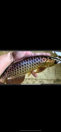 AAA SHOW GRADE MALAYSIAN GOLDEN AROWANA