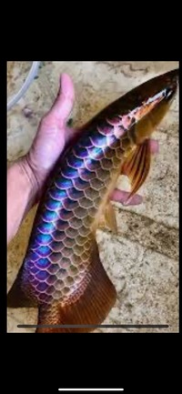 AAA SHOW GRADE MALAYSIAN GOLDEN AROWANA