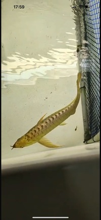 AAA SHOW GRADE 24 KARAT GOLD AROWANAS