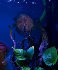 Ung Seng Lip Malaysian Discus for sale
