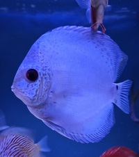 Ung Seng Lip Malaysian Discus for sale