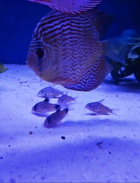 Ung Seng Lip Malaysian Discus for sale