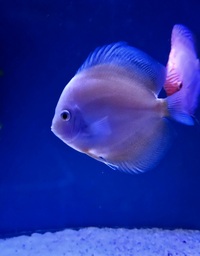 Ung Seng Lip Malaysian Discus for sale