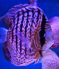 Ung Seng Lip Malaysian Discus for sale