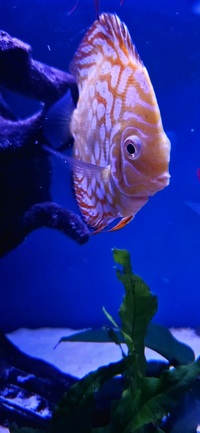 Ung Seng Lip Malaysian Discus for sale