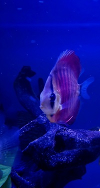 Ung Seng Lip Malaysian Discus for sale