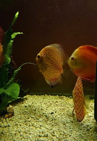 Ung Seng Lip Malaysian Discus for sale