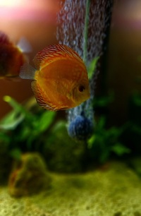 Ung Seng Lip Malaysian Discus for sale