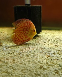Ung Seng Lip Malaysian Discus for sale