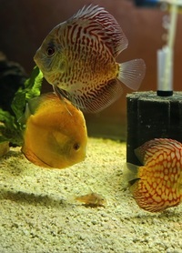 Ung Seng Lip Malaysian Discus for sale