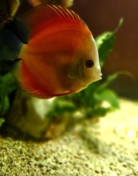 Ung Seng Lip Malaysian Discus for sale