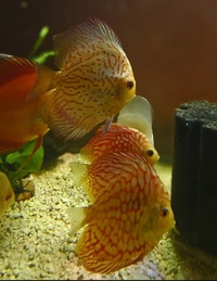 Ung Seng Lip Malaysian Discus for sale