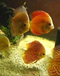 Ung Seng Lip Malaysian Discus for sale
