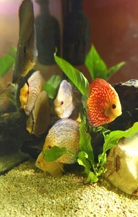 Ung Seng Lip Malaysian Discus for sale