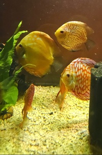 Ung Seng Lip Malaysian Discus for sale