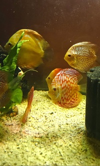 Ung Seng Lip Malaysian Discus for sale