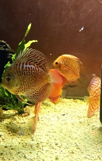 Ung Seng Lip Malaysian Discus for sale