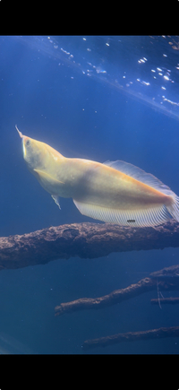 Albino Silver Arowana 15inch