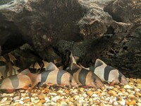 15 large clown loaches