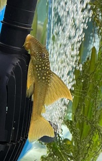 Plecos- angels