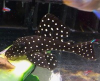 Plecos- angels