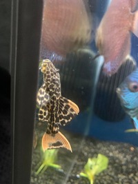 Plecos- angels