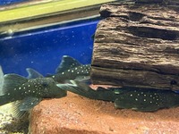 Plecos- angels