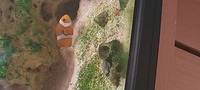 Clown fish, blue damsel and 2 x Red hermit crabs