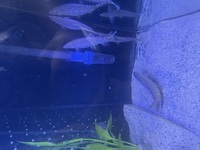Yoyo loaches pakistani loachs x6