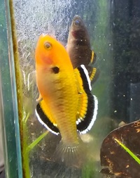 Male & Female Empire Gudgeons