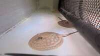 Leucistic key pair UK bred